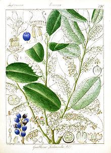 Gaultheria leschenaultii httpsuploadwikimediaorgwikipediacommonsthu