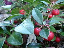 Gaultheria procumbens httpsuploadwikimediaorgwikipediacommonsthu