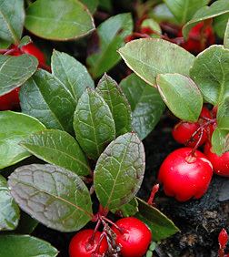 Gaultheria procumbens Gaultheria procumbens Fact Sheet