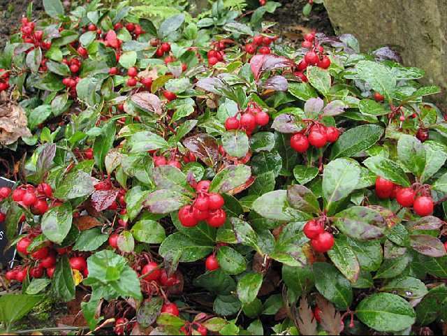 Gaultheria procumbens Gaultheria procumbens eastern teaberry the checkerberry the