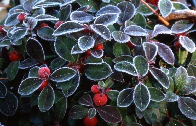 Gaultheria procumbens Permaculture Plants Wintergreen Temperate Climate Permaculture