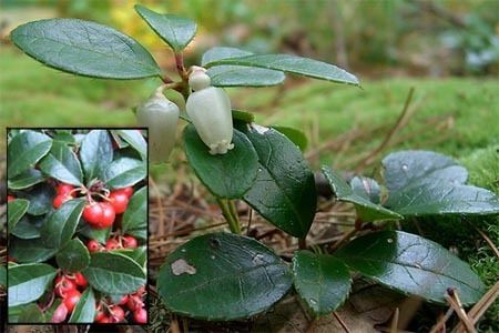 Gaultheria procumbens Wintergreen Gaultheria procumbens Native Tryon Life Community Farm