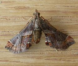 Gauna (moth) httpsuploadwikimediaorgwikipediacommonsthu