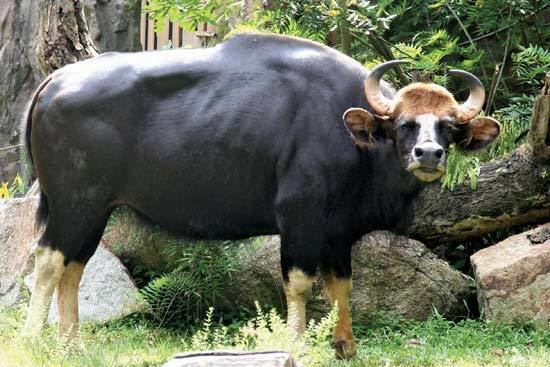 Gaur gaur mammal Britannicacom