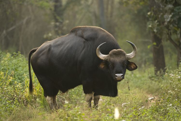 Gaur Gaur Facts History Useful Information and Amazing Pictures