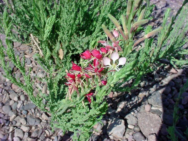 Gaura coccinea Vascular Plants of the Gila Wilderness Gaura coccinea