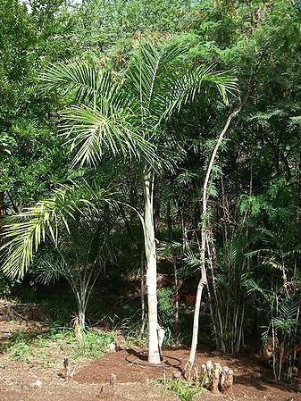 Gaussia maya Gaussia maya Palmpedia Palm Grower39s Guide