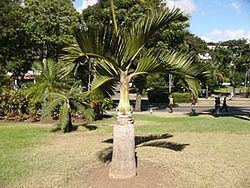 Gaussia princeps (plant) httpsuploadwikimediaorgwikipediacommonsthu