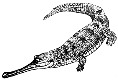 Gavialidae Palaeos Vertebrates Crocodilia Crocodylia Crown Group