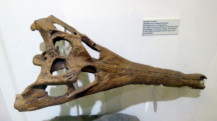 Gavialosuchus FileKM Gavialosuchusjpg Wikimedia Commons
