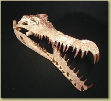 Gavialosuchus 1000 images about Skelettskeleton on Pinterest Museums Birds