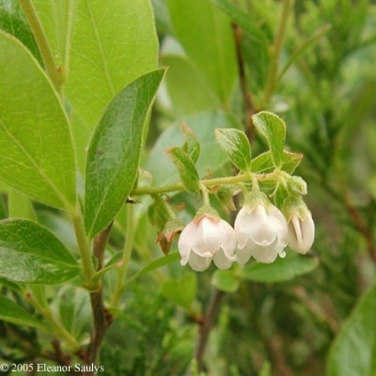 Gaylussacia Gaylussacia bigeloviana dwarf huckleberry Go Botany