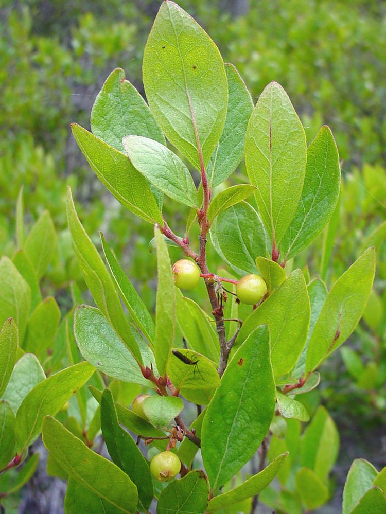 Gaylussacia baccata Genus Gaylussacia huckleberry Go Botany