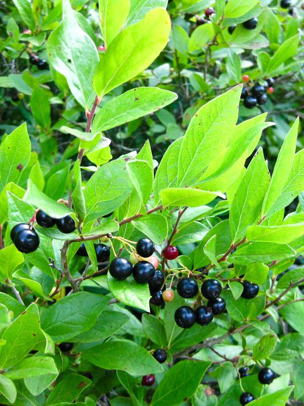 Gaylussacia baccata Gaylussacia baccata Black Huckleberry Wild Ridge Plants