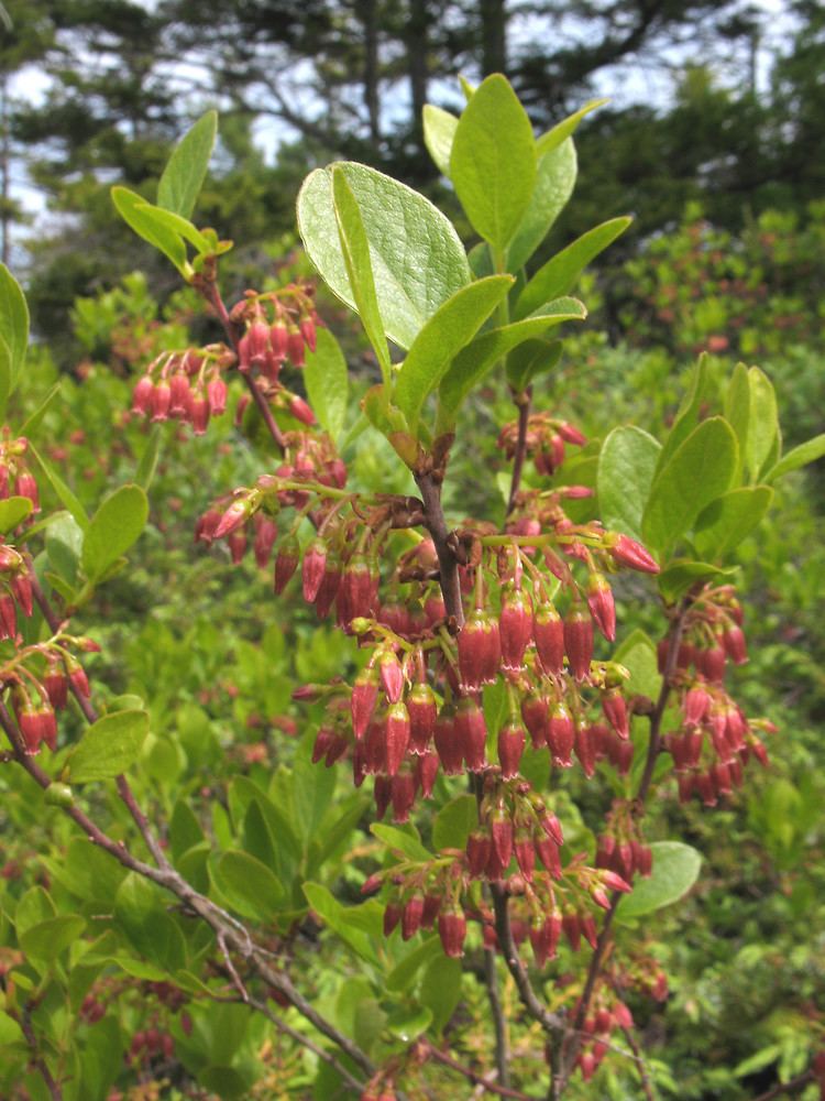 Gaylussacia baccata Gaylussacia baccata black huckleberry Go Botany