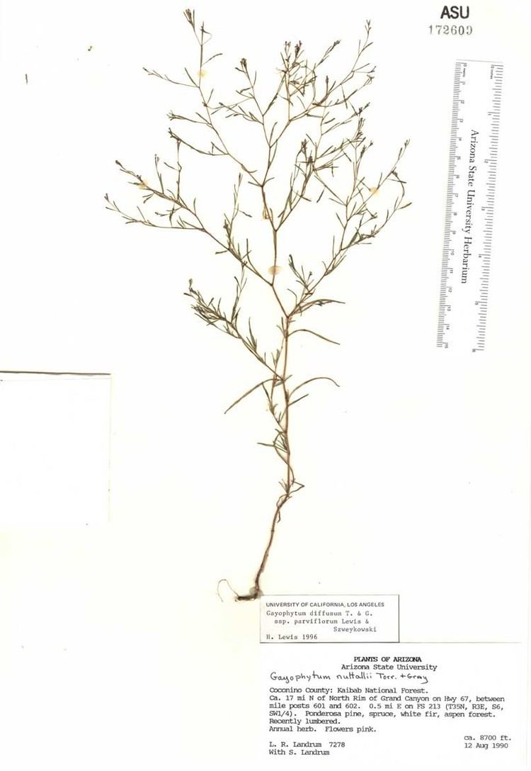 Gayophytum SEINet Arizona Chapter Gayophytum diffusum subsp parviflorum
