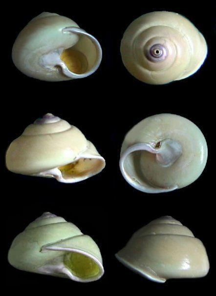 Gaza (gastropod)