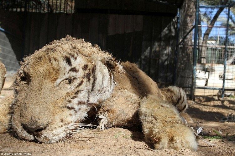 Gaza Zoo Starved to death and left to MUMMIFY in the world39s worst zoo in