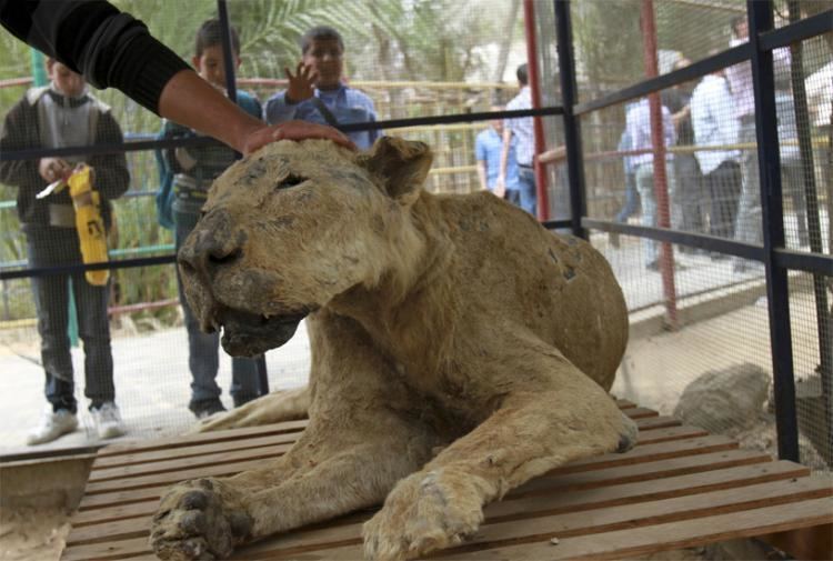 Gaza Zoo In Gaza zoo stuffed animals join live ones NY Daily News