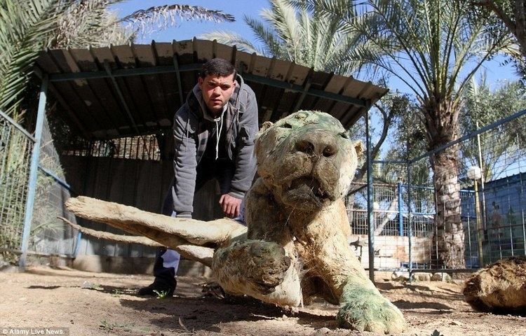 Gaza Zoo Dozens of animals starve at Khan Younis zoo in Gaza Daily Mail Online