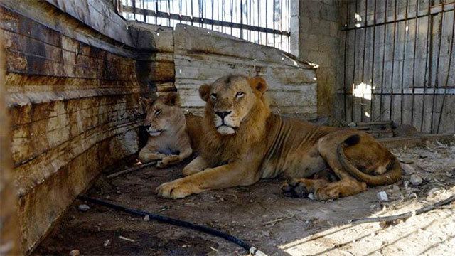 Gaza Zoo Ynetnews News Israel helps transfer lions from stricken Gaza zoo