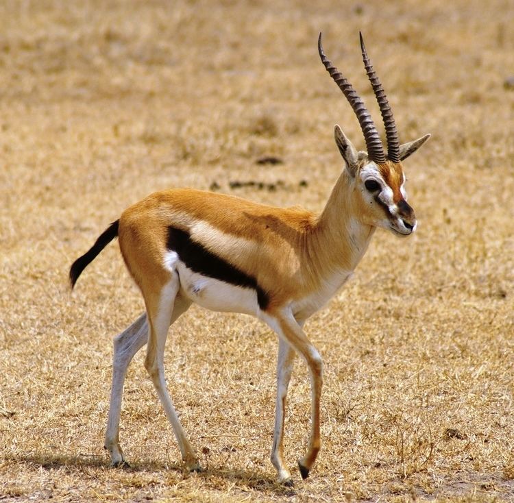 Gazelle The meaning and symbolism of the word Gazelle