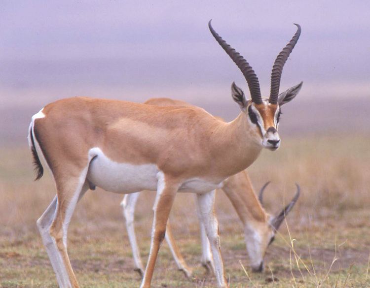 Gazelle ~ Everything You Need to Know with Photos | Videos