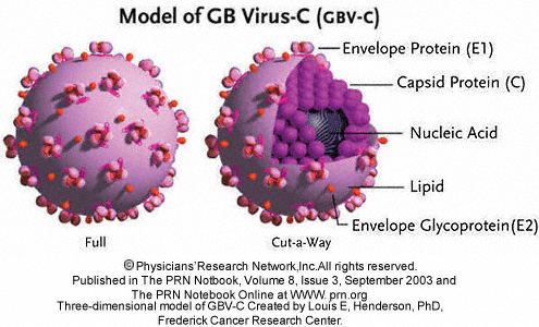 GB virus C GB VirusC GBVC 3D Model with CutAway