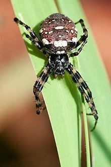 Gea (spider) httpsuploadwikimediaorgwikipediacommonsthu