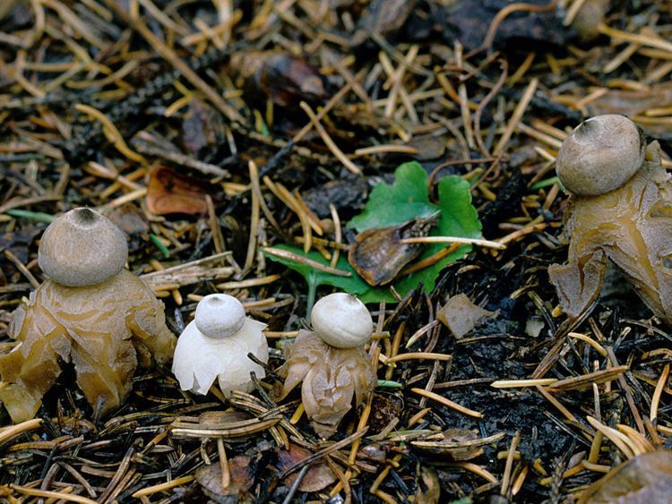 Geastrum coronatum Geastrum coronatum