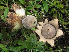 Geastrum minimum httpsuploadwikimediaorgwikipediacommonsthu