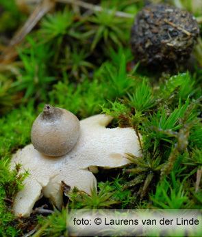 Geastrum minimum Tiny Earthstar Geastrum minimum