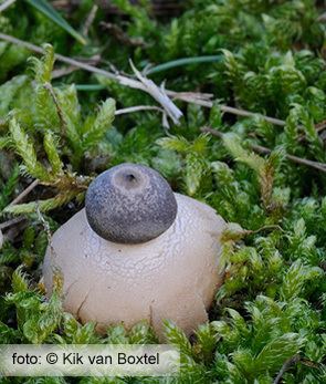 Geastrum minimum Tiny Earthstar Geastrum minimum