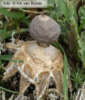 Geastrum minimum Tiny Earthstar Geastrum minimum