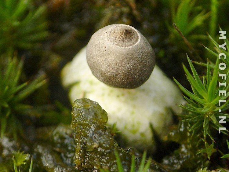 Geastrum minimum Paddestoelen in Nederland Kleine aardster Geastrum minimum