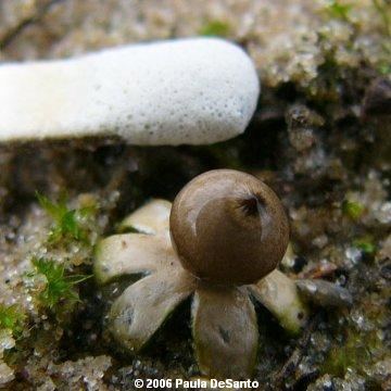 Geastrum minimum AmericanMushroomscom Tiny Earthstar mushroom Geastrum minimum