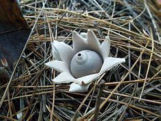 Geastrum velutinum httpsuploadwikimediaorgwikipediacommonsthu