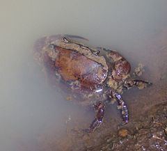 Gecarcinucoidea uploadwikimediaorgwikipediacommonsthumb00c