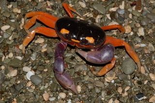 Gecarcinus Gecarcinus quadratus Halloween crab Discover Life