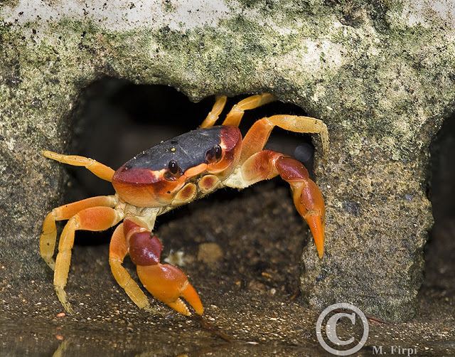 Gecarcinus lateralis The Blackback Land Crab Gecarcinus lateralis Focusing on Wildlife