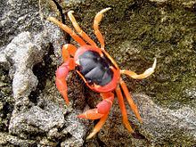 Gecarcinus lateralis httpsuploadwikimediaorgwikipediacommonsthu