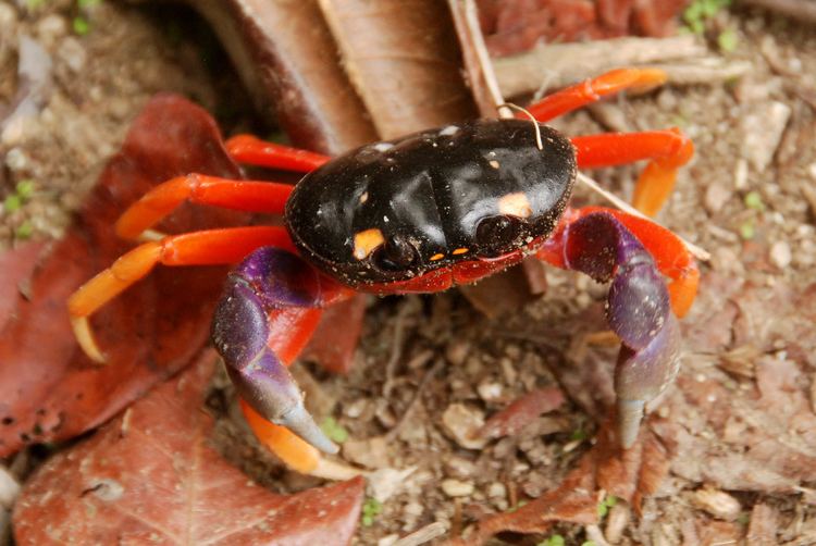 Gecarcinus lateralis Red Land Crab Gecarcinus lateralis Parque National Manu Flickr