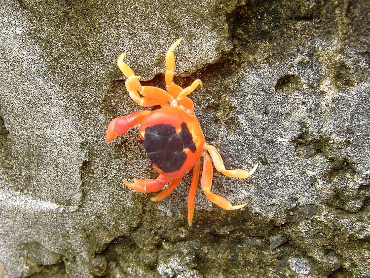 Gecarcinus lateralis FileGecarcinus lateralisjpg Wikimedia Commons