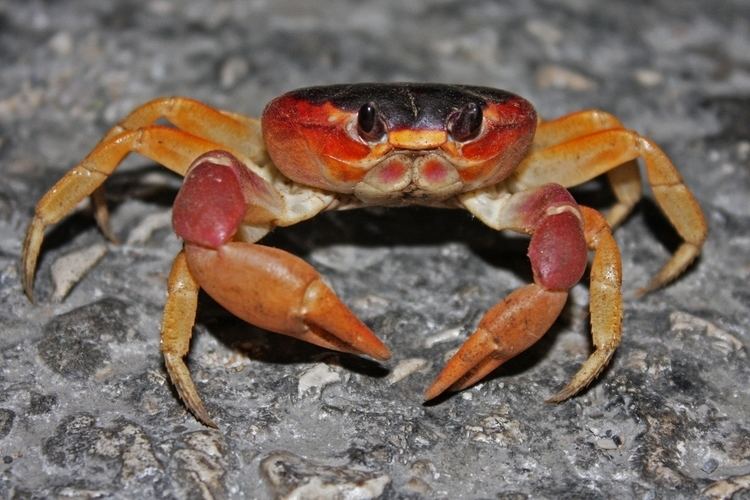 Gecarcinus ruricola FileLand Crab Gecarcinus ruricola 8575065860jpg Wikimedia