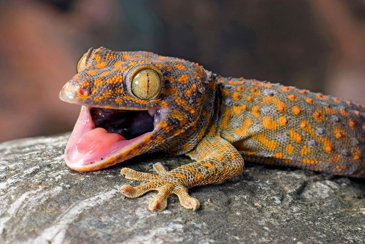 Gecko How the International Trade in Geckos Is a Scam