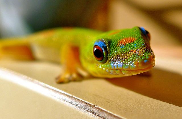 Gecko The Amazing Gecko 20 Interesting Facts about the World39s Most