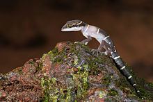 Geckoella httpsuploadwikimediaorgwikipediacommonsthu