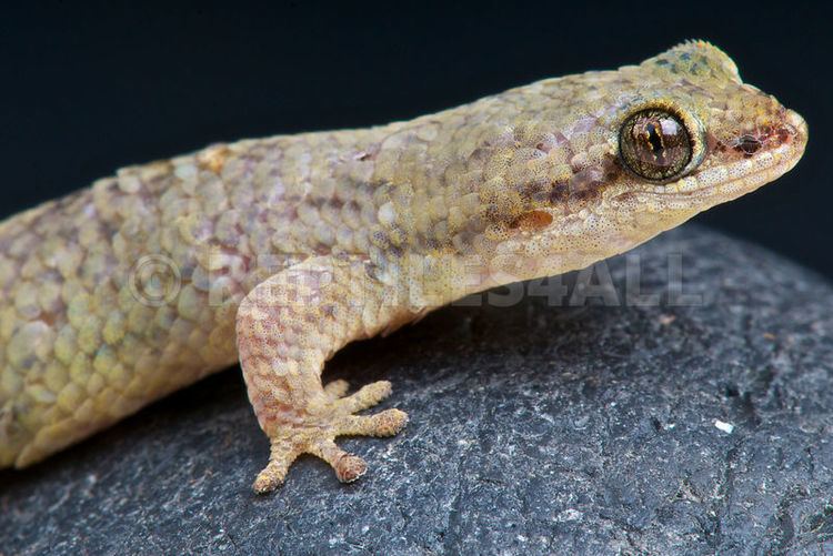 Geckolepis REPTILES4ALL Fishscale gecko Geckolepis petiti