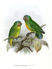 Geelvink pygmy parrot httpsuploadwikimediaorgwikipediacommonsthu