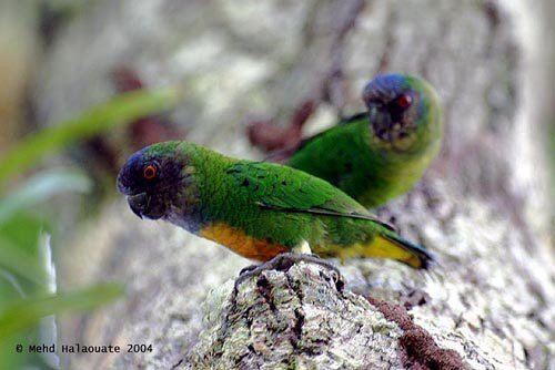 Geelvink pygmy parrot Geelvink Pygmy Parrot Micropsitta geelvinkiana Planet of Birds